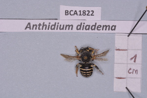  (Anthidium diadema - BCA1822)  @11 [ ] CC-BY-NC (2023) INRAE INRAE