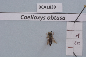  (Coelioxys obtusa - BCA1839)  @11 [ ] CC-BY-NC (2023) INRAE INRAE