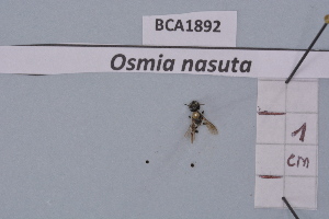  (Osmia nasuta - BCA1892)  @11 [ ] CC-BY-NC (2023) INRAE INRAE