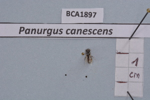 (Panurgus canescens - BCA1897)  @11 [ ] CC-BY-NC (2023) INRAE INRAE