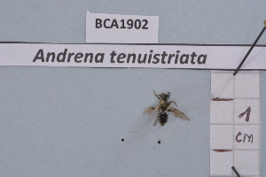  (Andrena tenuistriata - BCA1902)  @11 [ ] CC-BY-NC (2023) INRAE INRAE