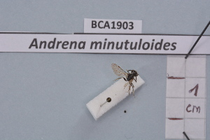  (Andrena spreta - BCA1903)  @11 [ ] CC-BY-NC (2023) INRAE INRAE