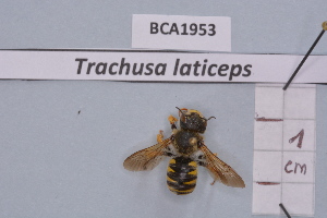  (Trachusa laticeps - BCA1953)  @11 [ ] CC-BY-NC (2023) INRAE INRAE