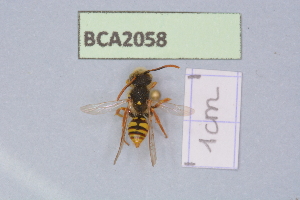  (Nomada duplex - BCA2058)  @11 [ ] CC-BY-NC (2023) INRAE INRAE