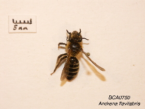  (Andrena flavilabris - BCA0750)  @11 [ ] CC-BY-NC (2021) ARTHROPOLOGIA ARTHROPOLOGIA