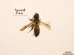  (Andrena varians - BCA0818)  @11 [ ] CC-BY-NC (2021) ARTHROPOLOGIA ARTHROPOLOGIA