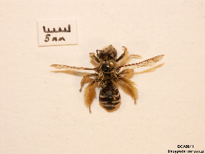  ( - BCA0841)  @11 [ ] CC-BY-NC (2021) ARTHROPOLOGIA ARTHROPOLOGIA