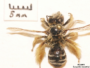  ( - BCA0841)  @11 [ ] CC-BY-NC (2021) ARTHROPOLOGIA ARTHROPOLOGIA