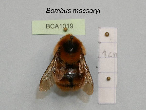  (Bombus mocsaryi - BCA1019)  @11 [ ] CC-BY-NC (2022) INRAE INRAE