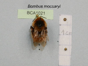  (Bombus mocsaryi - BCA1021)  @11 [ ] CC-BY-NC (2022) INRAE INRAE