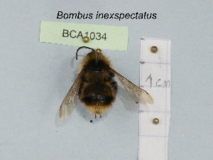  (Bombus inexspectatus - BCA1034)  @11 [ ] CC-BY-NC (2022) INRAE INRAE