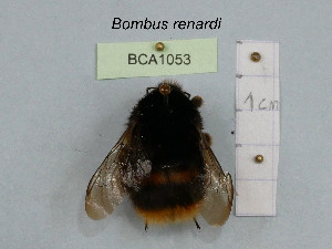  (Bombus renardi - BCA1053)  @11 [ ] CC-BY-NC (2022) INRAE INRAE
