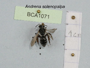  (Andrena solenopalpa - BCA1071)  @11 [ ] CC-BY-NC (2022) INRAE INRAE