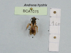  (Andrena hystrix - BCA1075)  @11 [ ] CC-BY-NC (2022) INRAE INRAE