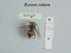  (Eucera collaris - BCA1132)  @11 [ ] CC-BY-NC (2022) INRAE INRAE