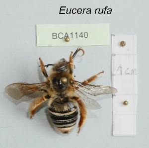  (Eucera rufa - BCA1140)  @11 [ ] CC-BY-NC (2022) INRAE INRAE