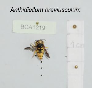  (Anthidiellum breviusculum - BCA1219)  @11 [ ] CC-BY-NC (2022) INRAE INRAE