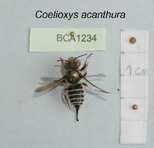  (Coelioxys acanthura - BCA1234)  @11 [ ] CC-BY-NC (2022) INRAE INRAE