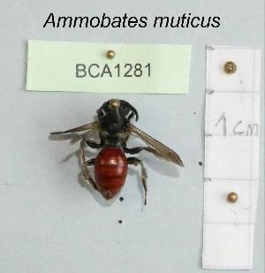  (Ammobates muticus - BCA1281)  @11 [ ] CC-BY-NC (2022) INRAE INRAE