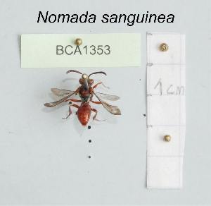  (Nomada sanguinea - BCA1353)  @11 [ ] CC-BY-NC (2022) INRAE INRAE