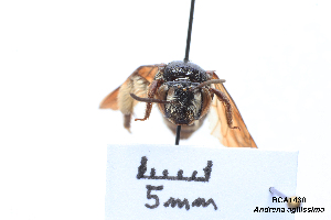  (Andrena asperrima - BCA1430)  @11 [ ] CC-BY-NC (2022) ARTHROPOLOGIA ARTHROPOLOGIA