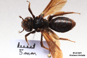  (Andrena fuscosa - BCA1441)  @11 [ ] CC-BY-NC (2022) ARTHROPOLOGIA ARTHROPOLOGIA