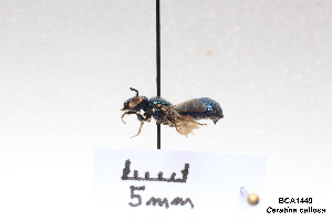  ( - BCA1449)  @11 [ ] CC-BY-NC (2022) ARTHROPOLOGIA ARTHROPOLOGIA