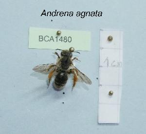  (Andrena agnata - BCA1480)  @11 [ ] CC-BY-NC (2022) INRAE INRAE