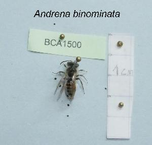 (Andrena binominata - BCA1500)  @11 [ ] CC-BY-NC (2022) INRAE INRAE
