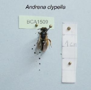  (Andrena clypella - BCA1509)  @11 [ ] CC-BY-NC (2022) INRAE INRAE