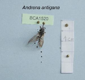  (Andrena antigana - BCA1520)  @11 [ ] CC-BY-NC (2022) INRAE INRAE