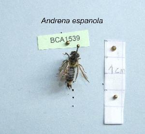  (Andrena espanola - BCA1539)  @11 [ ] CC-BY-NC (2022) INRAE INRAE