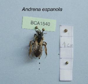  (Andrena espanola - BCA1540)  @11 [ ] CC-BY-NC (2022) INRAE INRAE