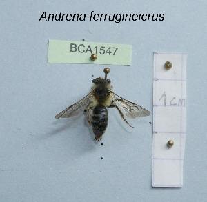  (Andrena ferrugineicrus - BCA1547)  @11 [ ] CC-BY-NC (2022) INRAE INRAE