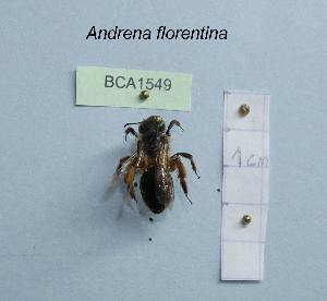  (Andrena florentina - BCA1549)  @11 [ ] CC-BY-NC (2022) INRAE INRAE