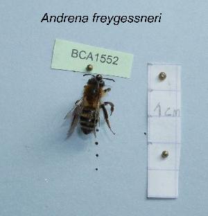  (Andrena freygessneri - BCA1552)  @11 [ ] CC-BY-NC (2022) INRAE INRAE