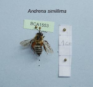  (Andrena simillima - BCA1553)  @11 [ ] CC-BY-NC (2022) INRAE INRAE
