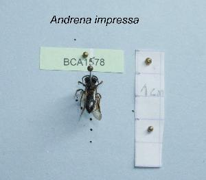  (Andrena impressa - BCA1578)  @11 [ ] CC-BY-NC (2022) INRAE INRAE