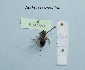  (Andrena oviventris - BCA1589)  @11 [ ] CC-BY-NC (2022) INRAE INRAE