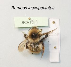  (Bombus inexspectatus - BCA1598)  @11 [ ] CC-BY-NC (2022) INRAE INRAE