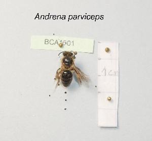  (Andrena parviceps - BCA1601)  @11 [ ] CC-BY-NC (2022) INRAE INRAE