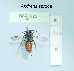  (Andrena sardoa - BCA1625)  @11 [ ] CC-BY-NC (2022) INRAE INRAE