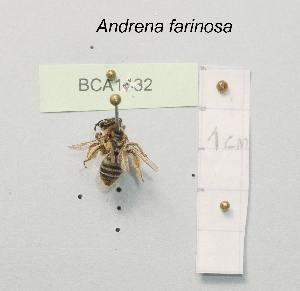 (Andrena farinosa - BCA1632)  @11 [ ] CC-BY-NC (2022) INRAE INRAE