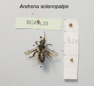  (Andrena solenopalpa - BCA1633)  @11 [ ] CC-BY-NC (2022) INRAE INRAE