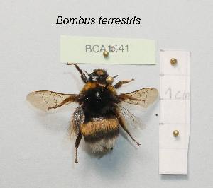  (Bombus terrestris lusitanicus - BCA1641)  @11 [ ] CC-BY-NC (2022) INRAE INRAE