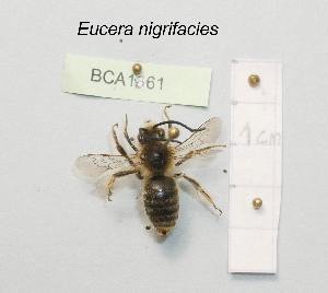  (Eucera nigrifacies - BCA1661)  @11 [ ] CC-BY-NC (2022) INRAE INRAE