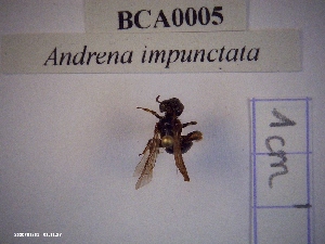  (Andrena impunctata - BCA0005)  @11 [ ] CC-By (2021) INRAE INRAE