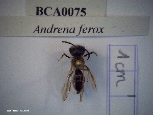  (Andrena ferox - BCA0075)  @11 [ ] CC-By (2021) INRAE INRAE