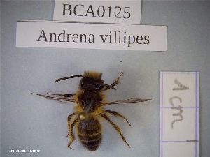  (Andrena villipes - BCA0125)  @11 [ ] CC-By (2021) INRAE INRAE