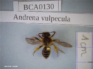  (Andrena vulpecula - BCA0130)  @11 [ ] CC-By (2021) INRAE INRAE